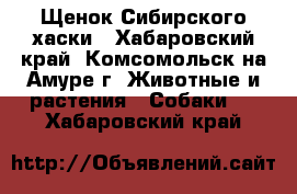 Щенок Сибирского хаски - Хабаровский край, Комсомольск-на-Амуре г. Животные и растения » Собаки   . Хабаровский край